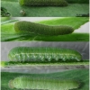 colias croceus larva3 volg